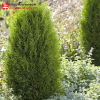 Туя западная "Тотем Смарагд" на фото