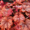 Гейхерелла (Heucherella) Купер Каскад С2 СП/25