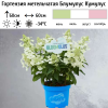 Гортензия метельчатая (Hydrangea paniculata) Блумулус Кумулус С3 НСх/26