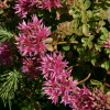 Очиток ложный (Sedum spurium) С3 ГлХ/26