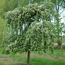 Основное изображение товара