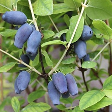 Жимолость Фиалка