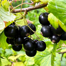 Основное изображение товара