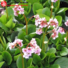 Бадан гибридный (Bergenia hybride) Беби Долл С3 СП/24