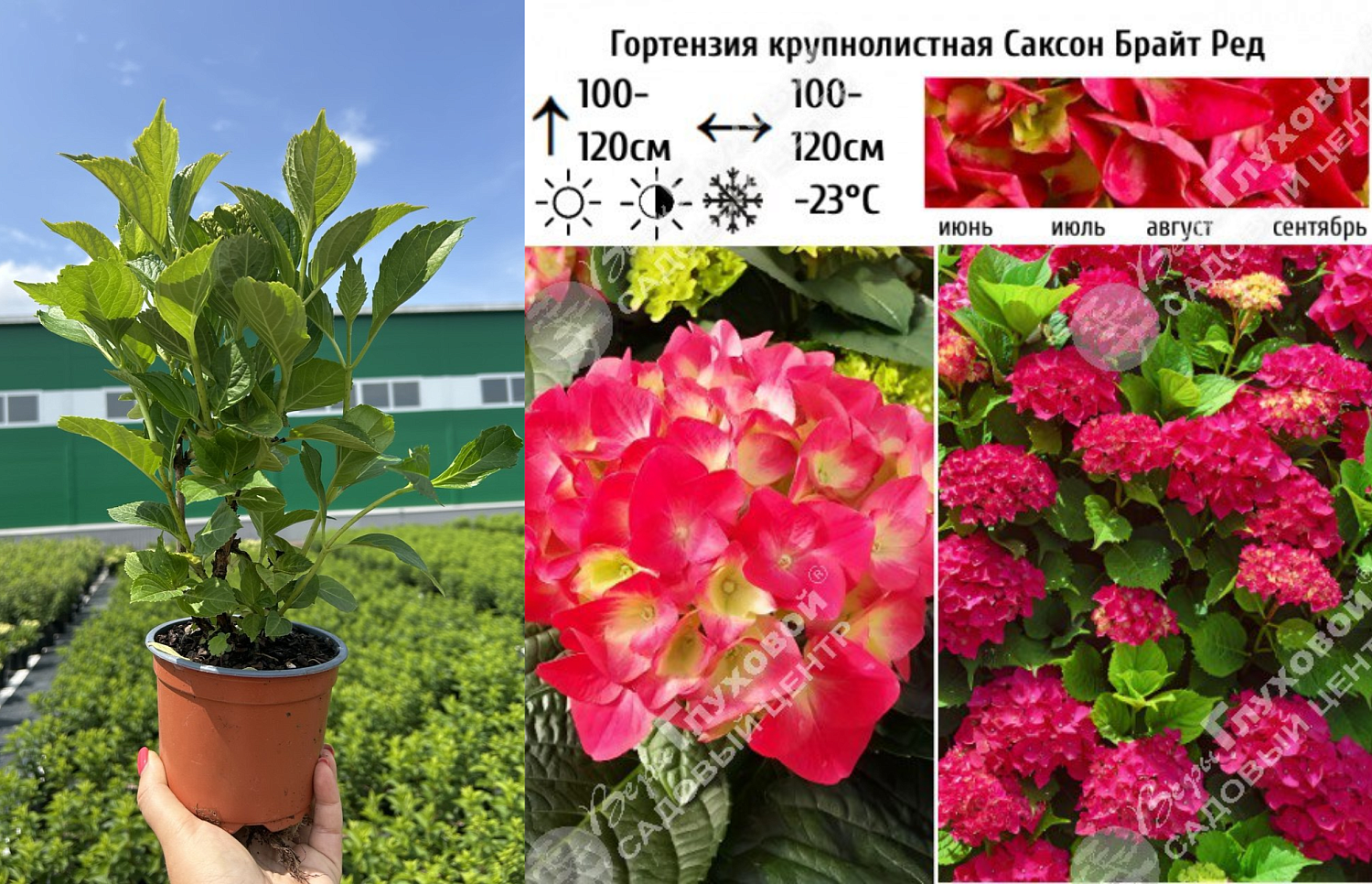 Специальное предложение