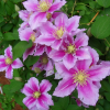 Клематис "Пиилу" на фото