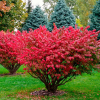 Бересклет крылатый (Euonymus alatus)  60-80 С10 ИТМ/25