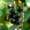 Смородина черная Марьюшка (средний сорт)