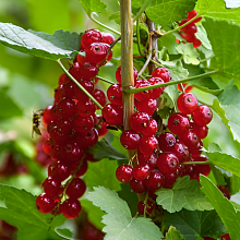 Основное изображение товара