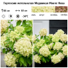 Гортензия метельчатая "Меджикал Монте Нова" на фото