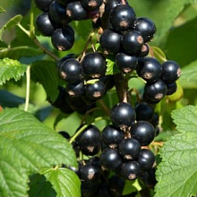 Основное изображение товара