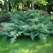 Можжевельник виргинский 