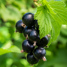 Рисунок 243.jpg