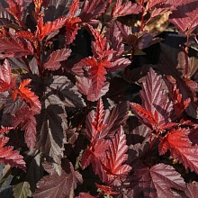 Основное изображение товара