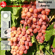 Виноград Аюта