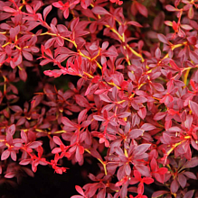 Основное изображение товара