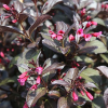 Вейгела цветущая (Weigela florida) Виктория С3 СП/25