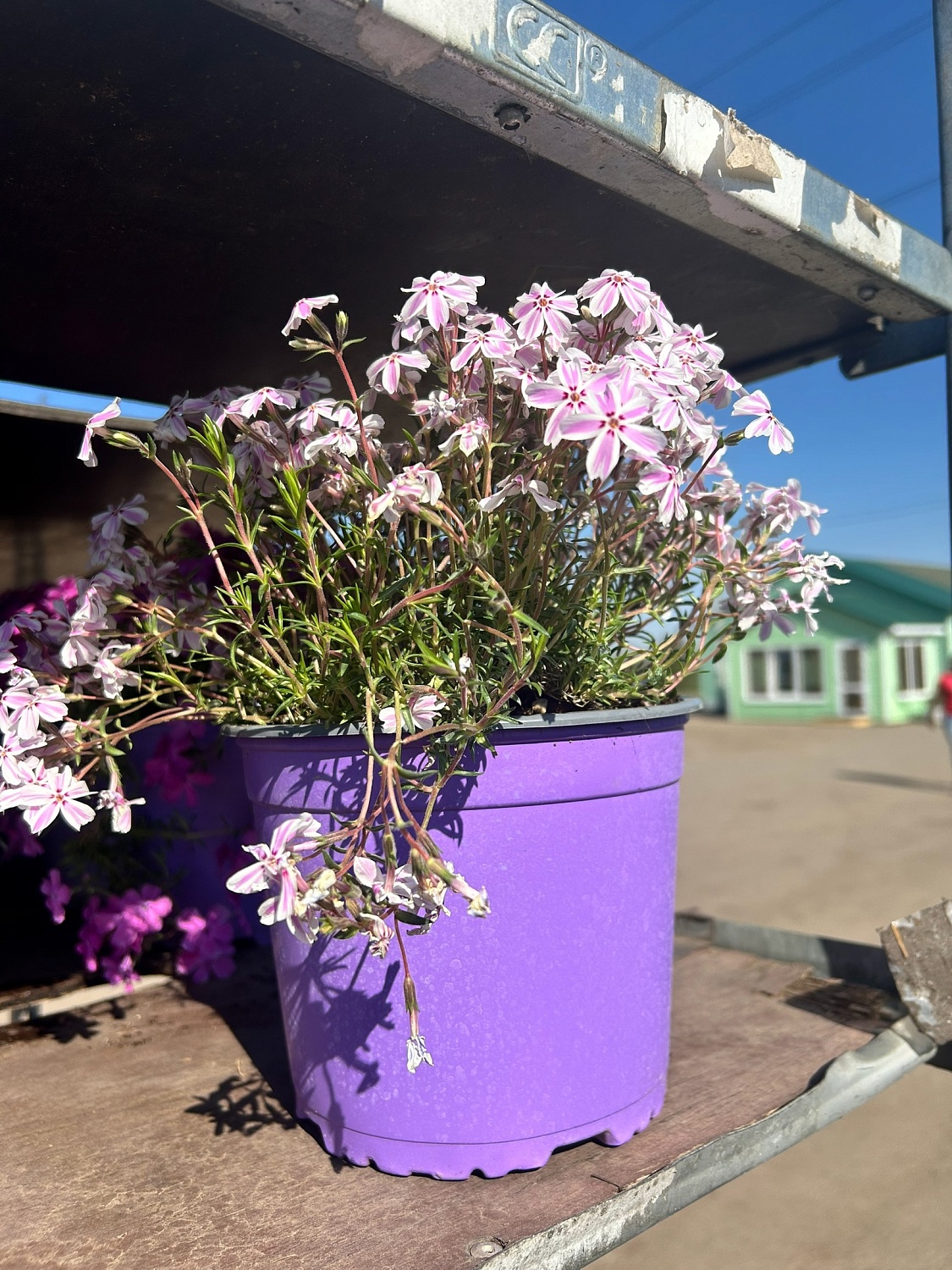 Пышные, ароматные и невероятно разнообразные