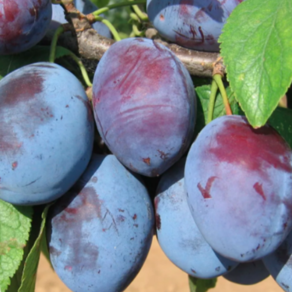 Основное изображение товара