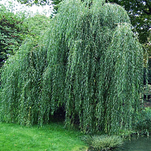 Основное изображение товара