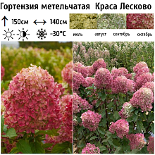 Основное изображение товара