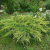Можжевельник средний "Голдкиссен" на фото