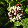 Дерен белый Сайбериан Перлс