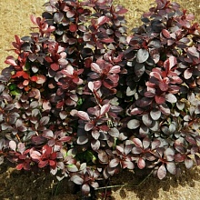 Основное изображение товара