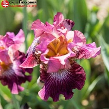 Основное изображение товара