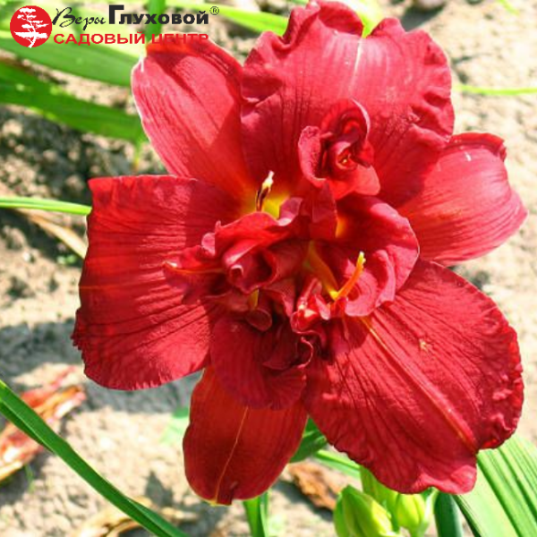 Основное изображение товара