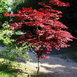 Клён веерный 