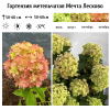 Гортензия метельчатая "Мечта Лесково" на фото