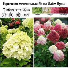 Основное изображение товара