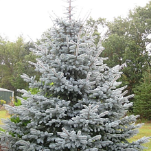 Ель колючая 