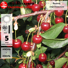 Вишня Апухтинская (поздний сорт)