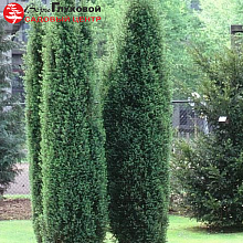 Основное изображение товара