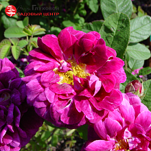 Основное изображение товара