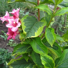 Основное изображение товара