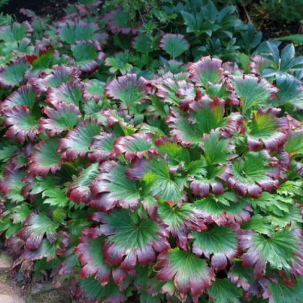 Основное изображение товара