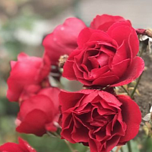 Основное изображение товара