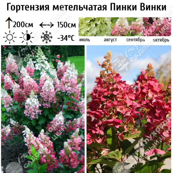 Гортензия метельчатая "Пинки Винки" на фото