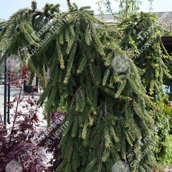 Ель обыкновенная "Лорелей" на фото