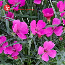 Основное изображение товара