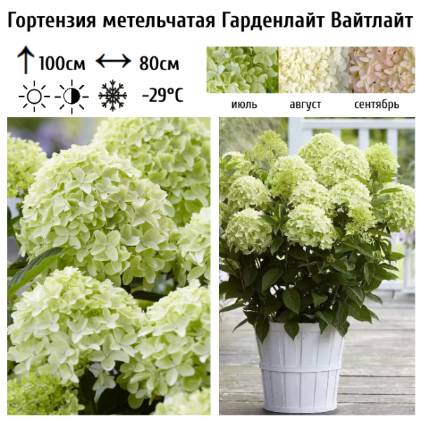 Основное изображение товара