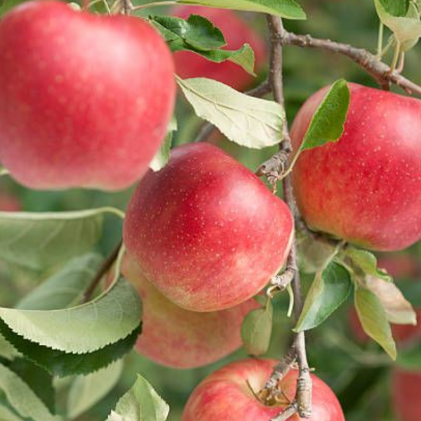 Рисунок 277.jpg