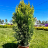 Туя западная (Thuja occidentalis) Джанед Голд 30-50 С3 ПК/25