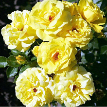 Основное изображение товара