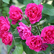 Роза Ругоза 