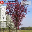 Яблоня 