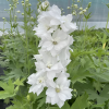 Дельфиниум (Delphinium) Мунбим С3 ГлХ/26